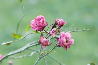 na Krakowskich Plantach kwitną różyczki