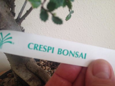 To nazwa mojego bonsai.