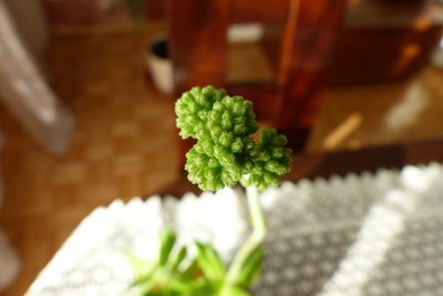 kwiatostan sukulenta, mówię na niego brokułek :)