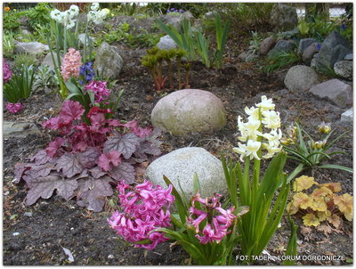Kolorowe hiacynty, żurawki i inne kwiatki, <br />kwitnące wśród rozrzuconych kamieni.