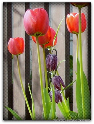 Czerwone tulipany a w śród nich - Szachownica kostkowata