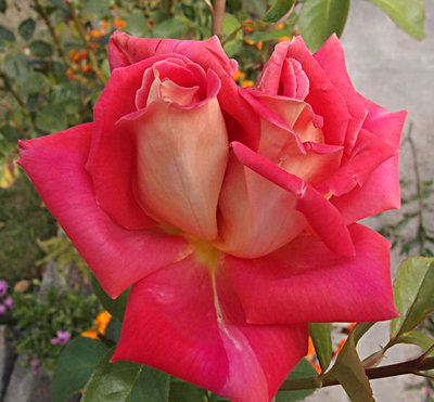 Róża w moim ogródku - szkoda że tylko jednorazowo obdarowała mnie takim kwiatem.