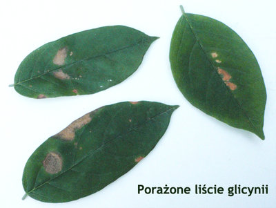 Tak dramatycznie przedstawiają się liście przez długi czas zdrowej glicynii.<br />(Po kliknięciu w zdjęcie ukazuje się ono w powiększeniu)
