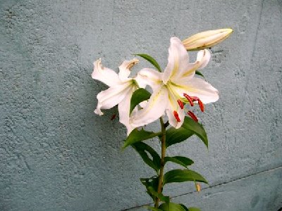 jedna z lilii