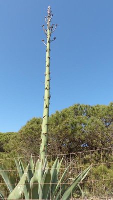 portugalskie wybrzeże Atlantyku i kwitnąca agawa