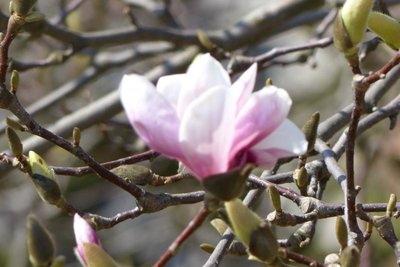 rozkwitają magnolie na Wzgórzu Wawelskim