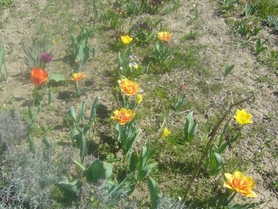 kolorowe tulipany.jpg