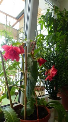 begonie jeszcze na balkonie nie były, ta passiflora też czeka.