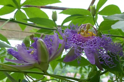Passiflora Incarnata