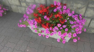 kwiatowe donice przy murze kościelnym