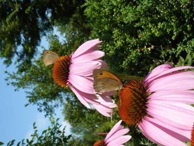 Jeżówki purpurowe i motyle