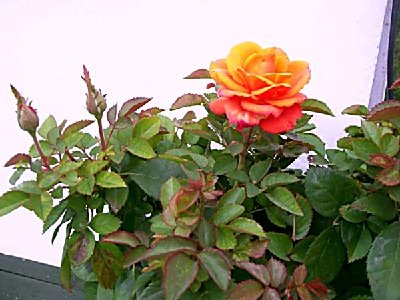 Ta róża to też nowy nabytek,niestety nie było informacji co do nazwy,a pani w OBI nie miała pojęcia co to za róża!!!!!