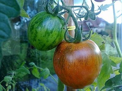 Pomidorki dojrzewające