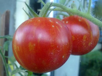 Pomidorki dojrzewające
