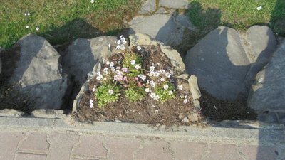 kwiatki w kamieniach-zejście do przydrożnej kamiennej kapliczki