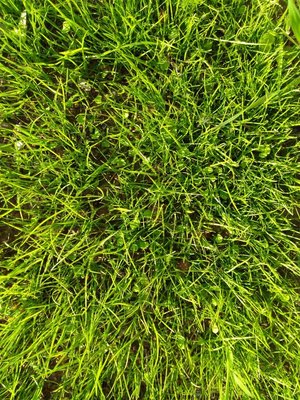 trawnik - moja mieszanka traw