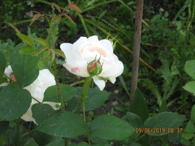 róża angielska sport od różowej Mary Rose - widać &quot;przybrudzenie&quot; różowym kolorem ,ale większość kwiatów jest śnieżno-białych