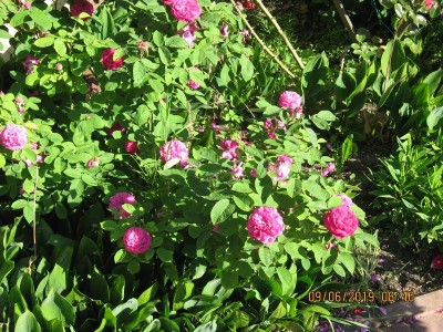 starodawna róża damasceńska - mocno pachnie