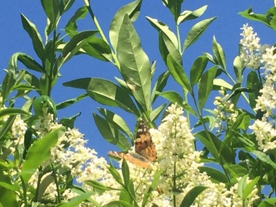 Ligustr- ładnie pachnie i sprawia że ogród odwiedza dużo motyli i pszczół :)