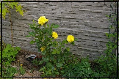 Żółta (kanarkowa ;-) ), nie pachnie, ma przerwę w kwitnieniu, wysokość ok.103cm, krzew ma 3 lata.