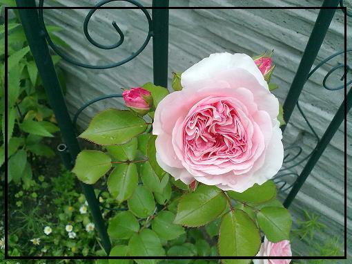 Różowa, nie pachnie, krótka przerwa w kwitnieniu, wysokość w chwili obecnej około 70cm, krzew ma ok. 2 lat
