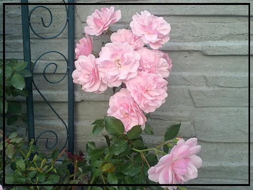Różowa, nie pachnie, praktycznie nie ma przerw w kwitnieniu, wysokość w chwili obecnej ok. 85cm, krzew ma 2 lata.