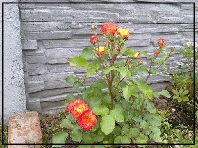 Herbaciana (taką kupowałam),  nie pachnie, ma przerwę w kwitnieniu, wysokość ok. 45cm, krzew ma około 2 lata. W tym roku po pierwszym kwitnieniu zmieniła kolor kwiatów, w przerwie pomiędzy kwitnieniem zgubiła liście.