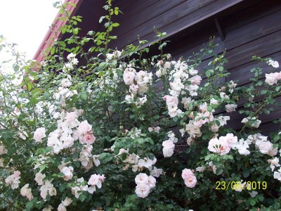 pnąca-New Dawn-dawna odmiana,uwielbiam ją za wspaniały zapach i kolor- blady,delikatny róż