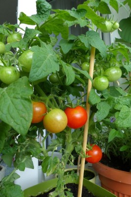 pomidorki balkonowe