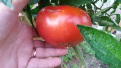 Ten pomidor został przeznaczony na nasiona. Nie zrywam go jak długo się da