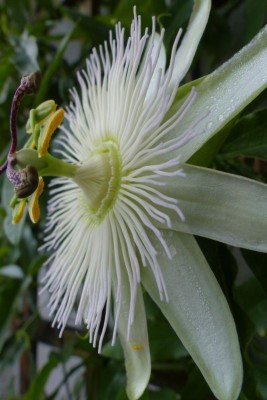passiflora o białych kwiatach to odmiana Constance Elliot