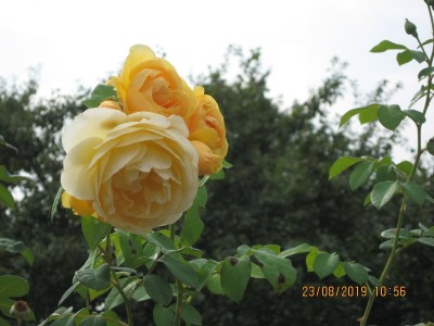niezmordowane róże - ciągle kwitną