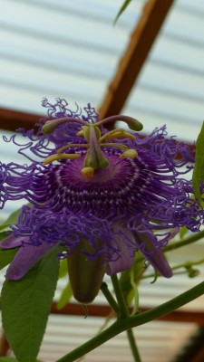 passiflora incarnata