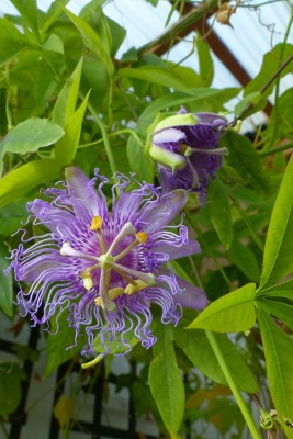 passiflora incarnata, zwinięty kwiatek wczorajszy i dzisiejszy rozwinięty