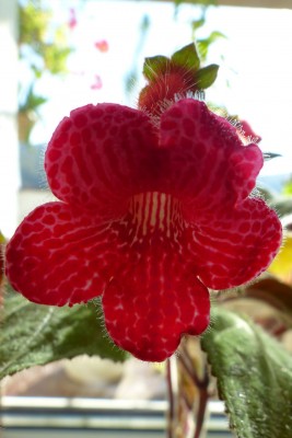 kwitnie mały kwiatuszek, kohleria od Małgosi z Radomia, dziękuję Małgosiu :)