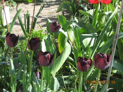 To te &quot;czarne&quot; tulipany