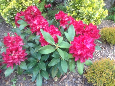 Rododendron Red Impuls