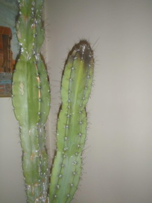 kaktus-umiera.jpg
