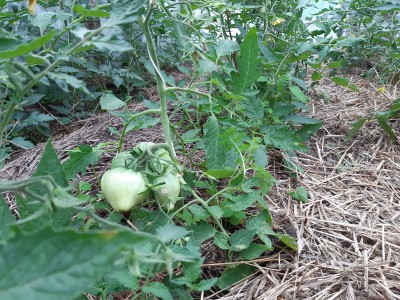 Pomidory w foliaku, sciołkowane slomą