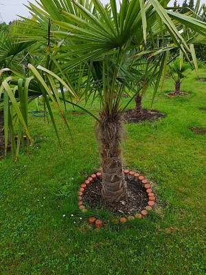 Palmy w gruncie 002.jpg