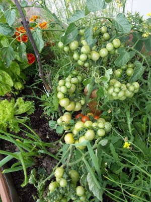 pomidorki koktajlowe obrodziły