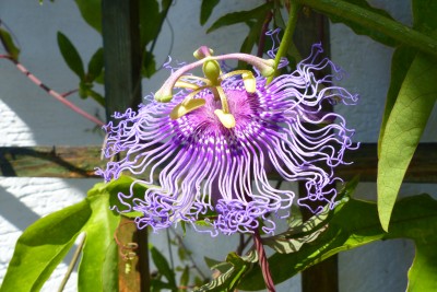 Passiflora Incense hybrid
