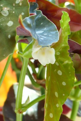 Begonia maculata (begonia plamista, koralowa)