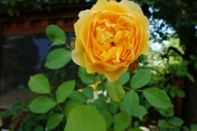 róże w babki ogrodzie 011.JPG