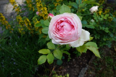 róże w babki ogrodzie 007.JPG