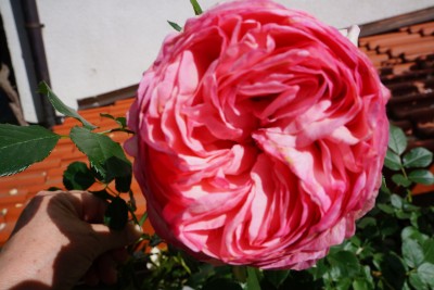 róże w babki ogrodzie 003.JPG