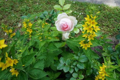 róże w babki ogrodzie 001.JPG