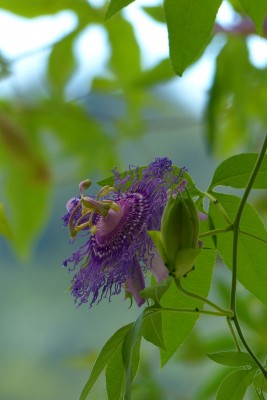 passiflora Incense hybrid o intensywnym zapachu