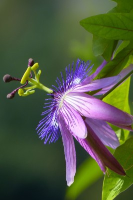 passiflora Amethyst