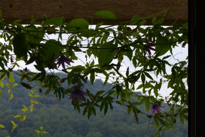 górka z lasem za mgłą i 7 kwiatków Lavender Lady czyli Amethyst w różnych kątkach balkonu.